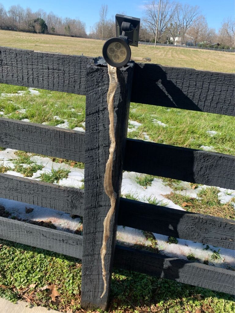 snake skin in attic in Greenville, SC