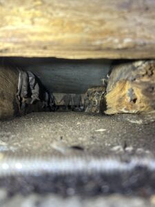 bats roosting in a homes attic
