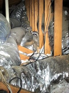 raccoon damage to duct work in Fort Worth
