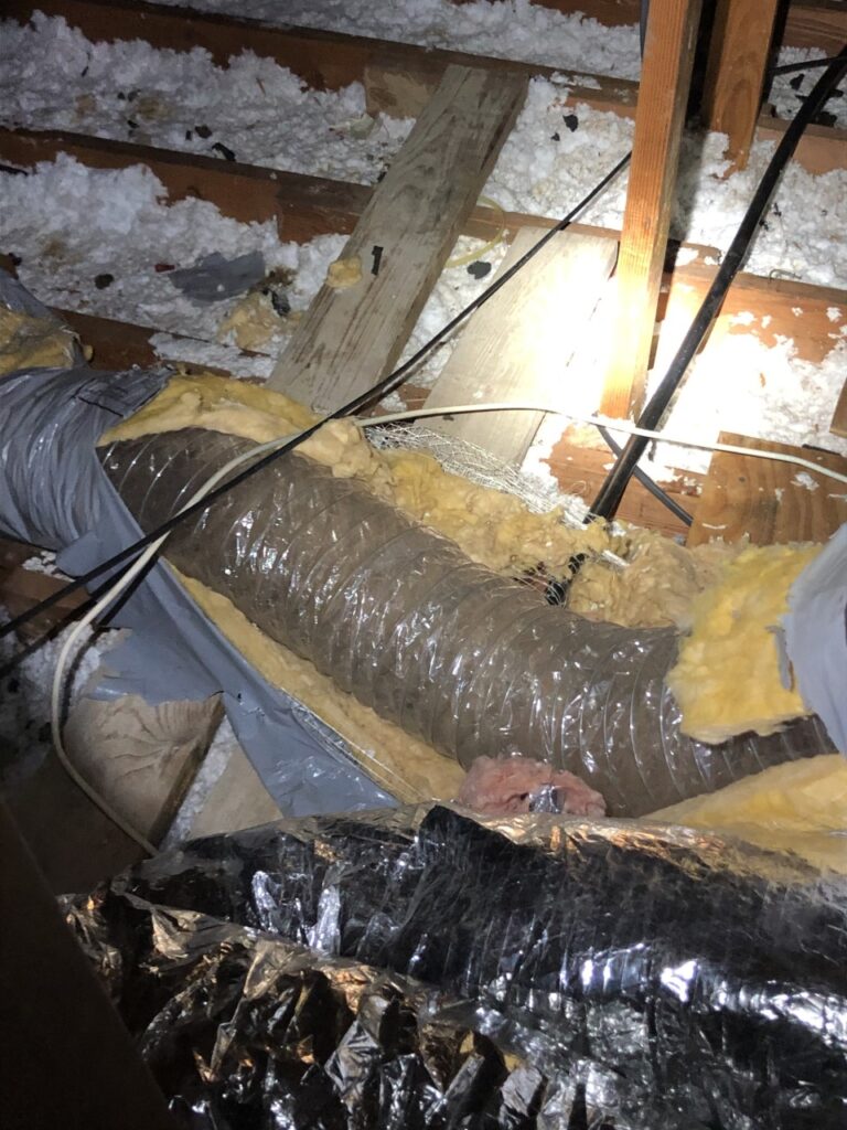 raccoon damage duct work
