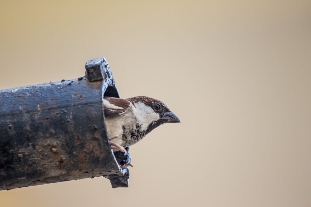 Bird poking its head out of a vent pipe