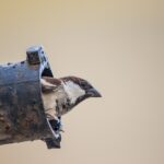 Bird poking its head out of a vent pipe