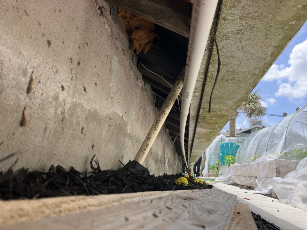 rat droppings under house
