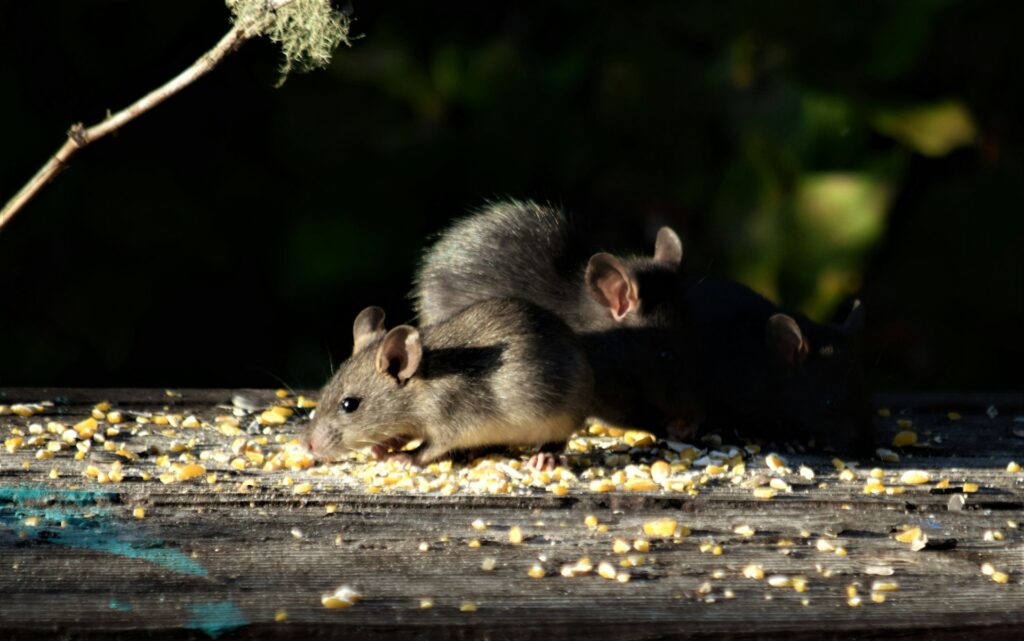 Rats eating grain outside