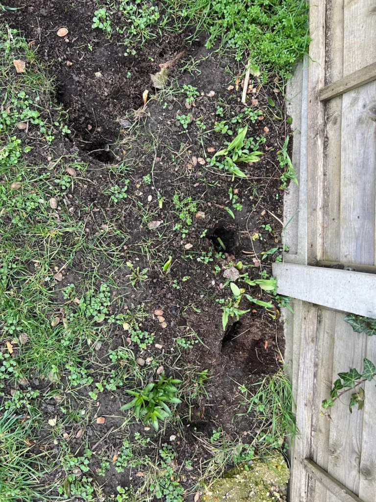 rat holes around foundation of house