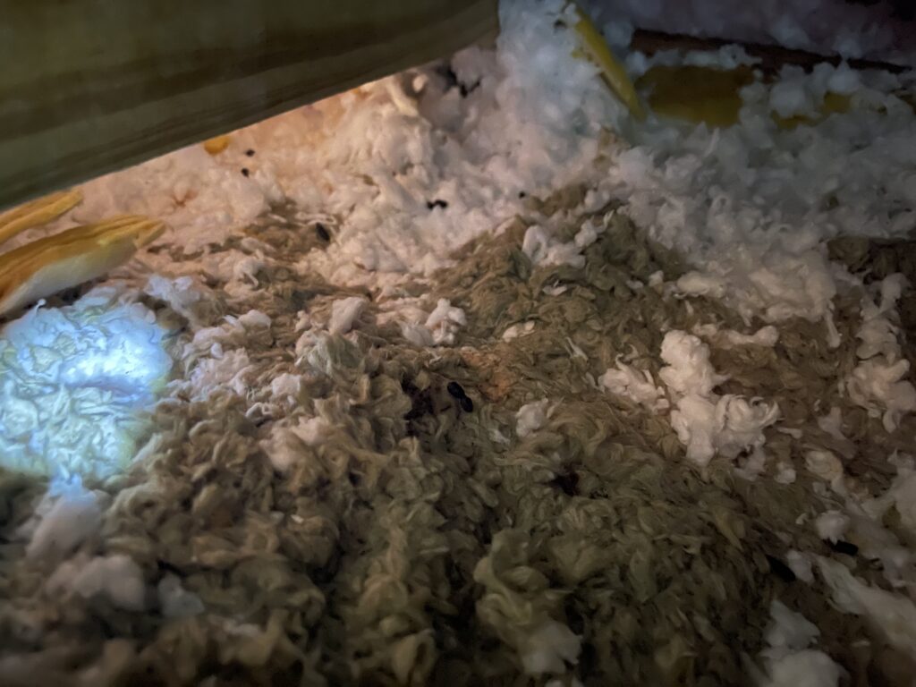 raccoon nest in attic