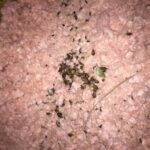 flying squirrel nuts and food