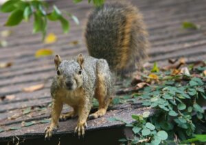 squirrel on roof