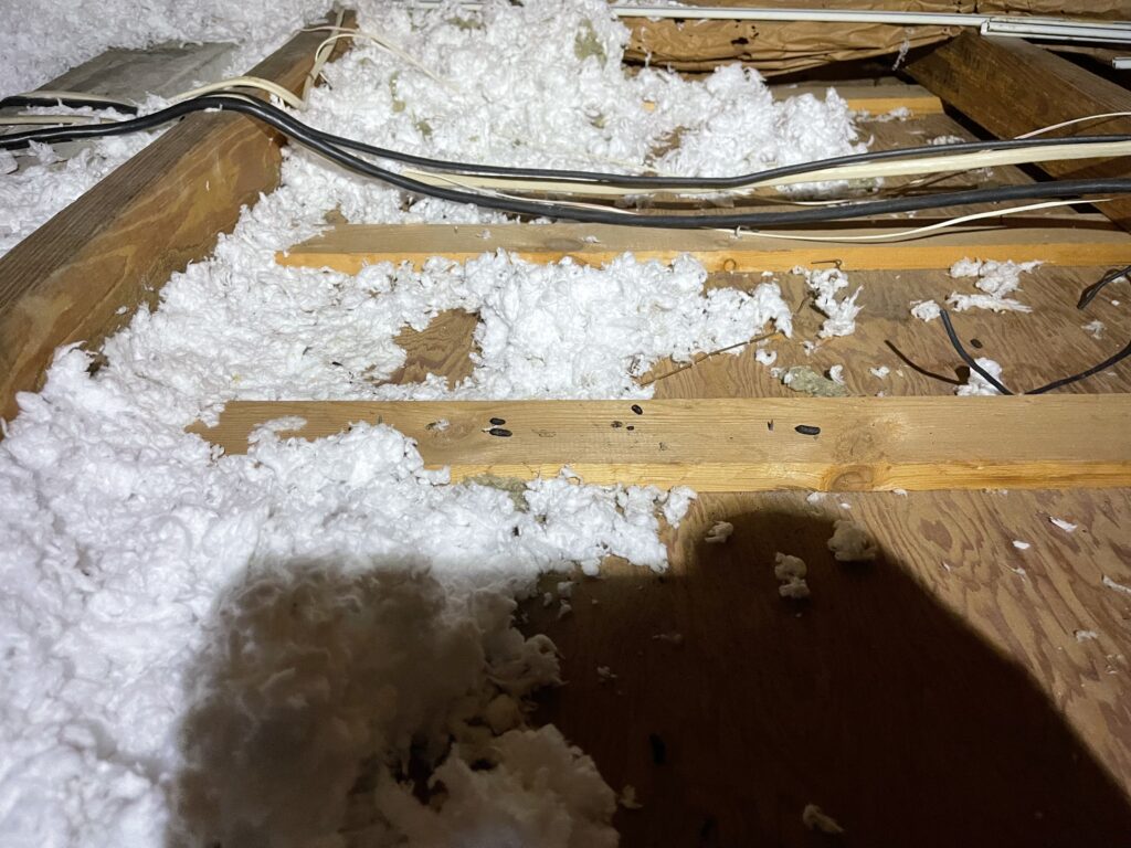 raccoon damage to insulation attic tampa
