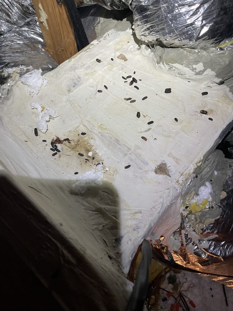 rodent droppings in attic