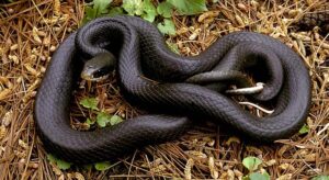 Southern Black Racers snake