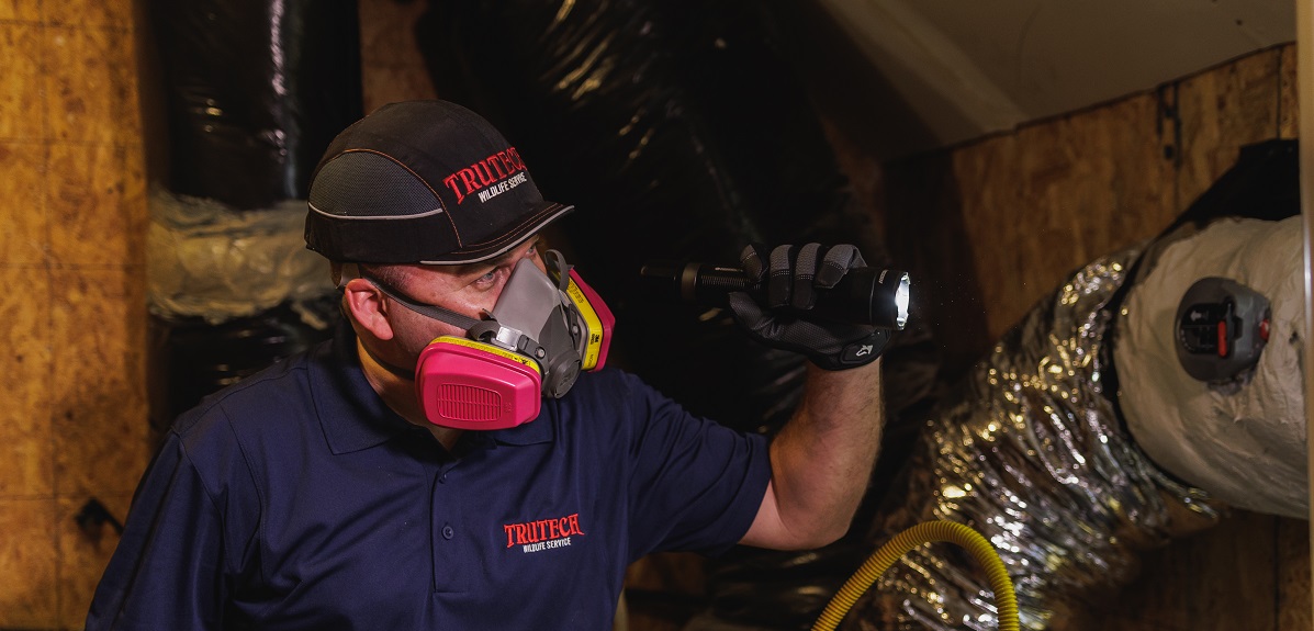 attic inspection
