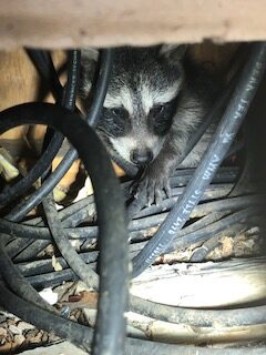 raccoon in wires