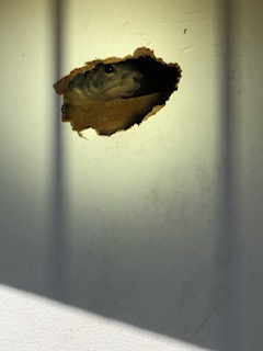 squirrel damage to wall in dallas