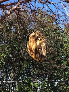 DFW stinging insect nest in tree