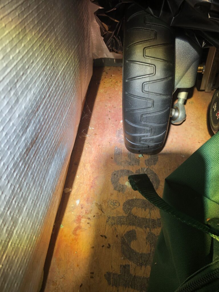 Mouse Fecal in Garage