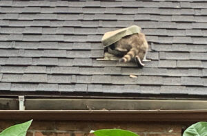 raccoon getting into attic vent