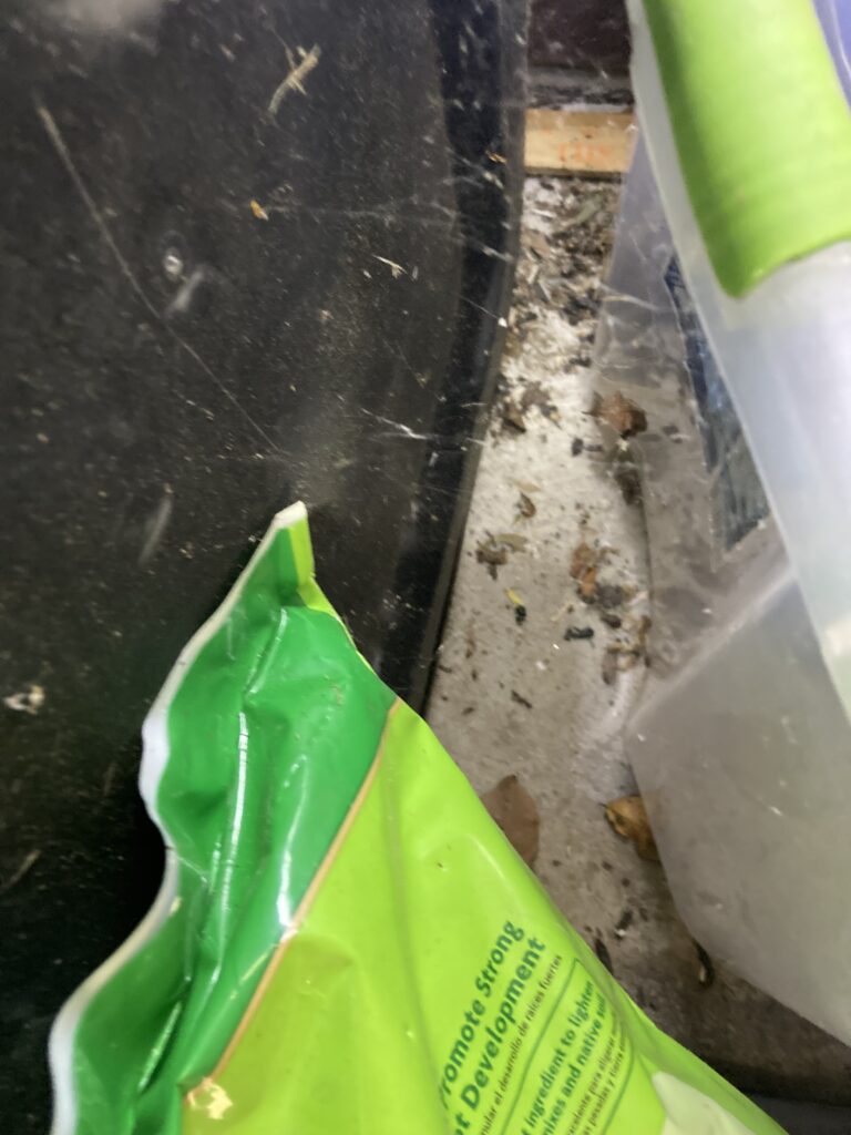 Mouse Chewing How to Identiy a Mouse Infestation - Trutech Wildlife Service