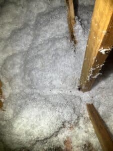 Mouse tunnels and droppings in insulation