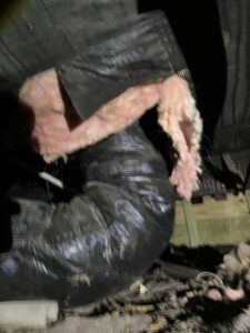 rat damage to ventilation in crawlspace jacksonville fl