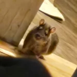 huge rat in the house like he owns it