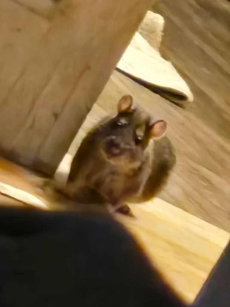 huge rat in the house like he owns it