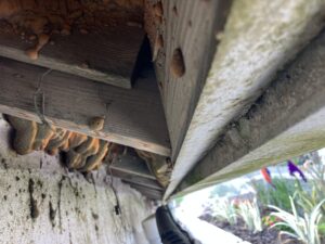 bird control jacksonville