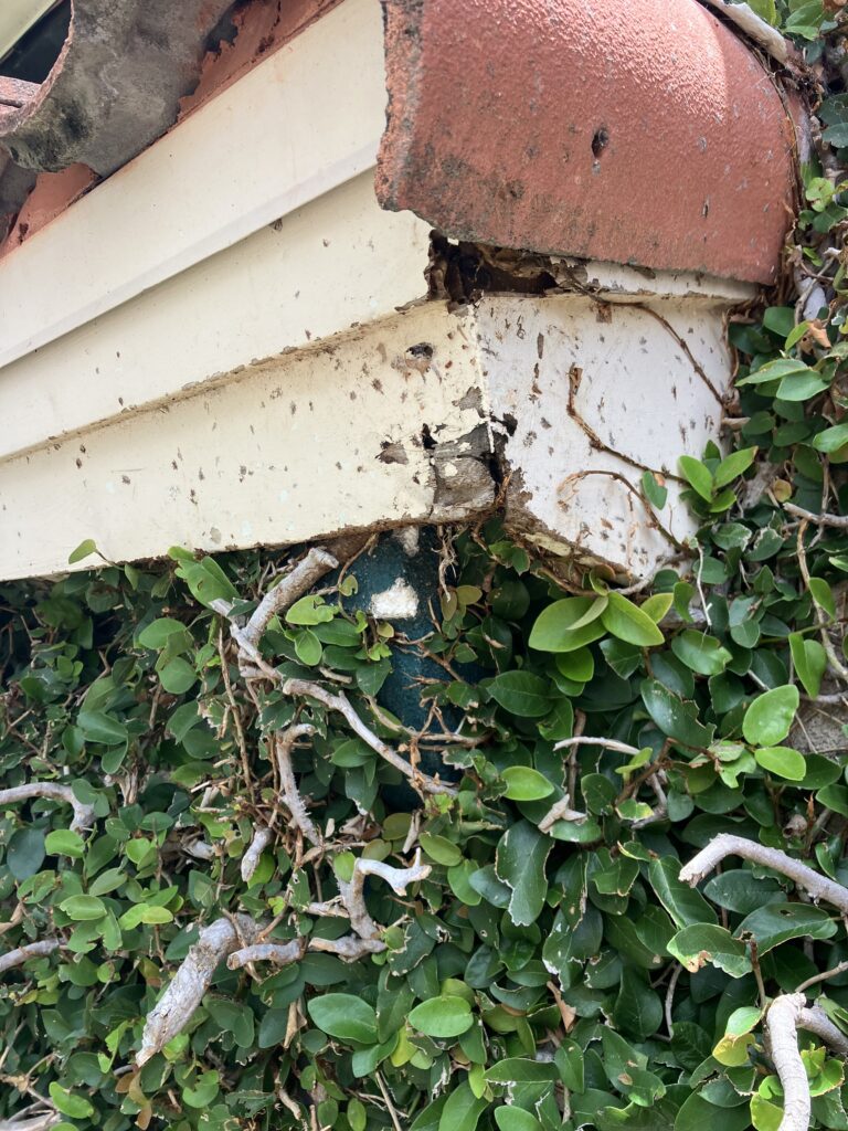 Animal Damage Nocatee
