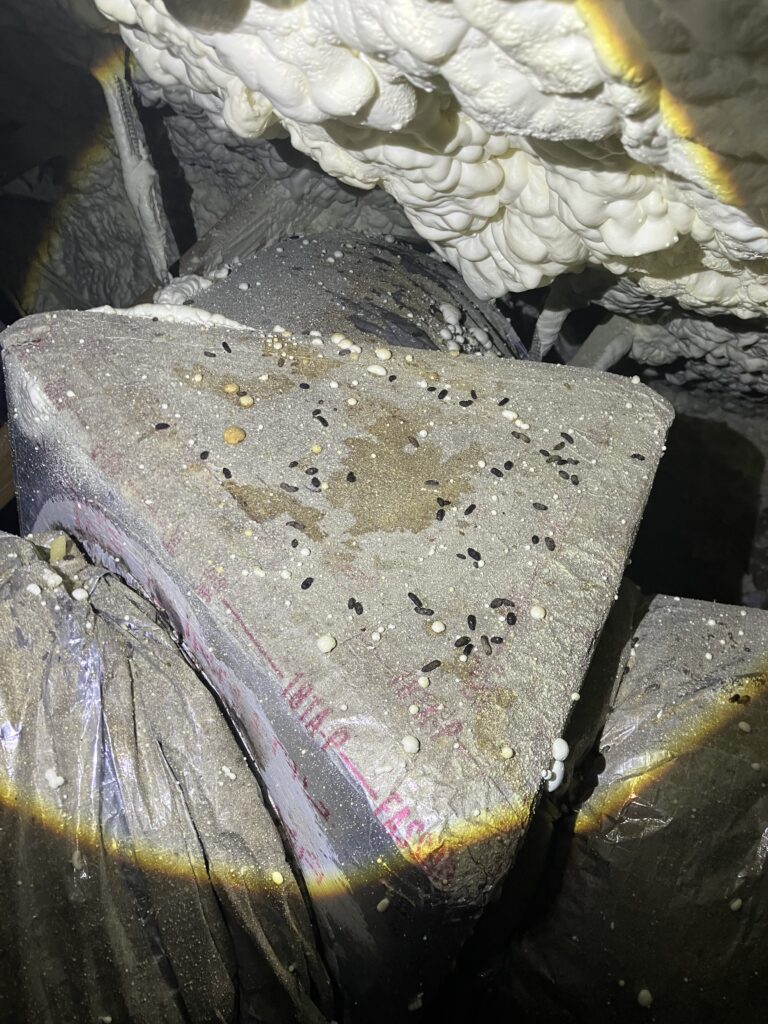 signs of rats droppings