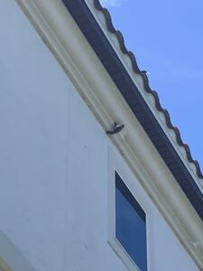Woodpecker in St Augustine