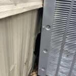 Rat entry on exterior wall
