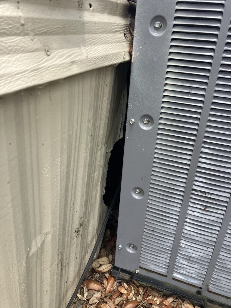 Rat entry on exterior wall