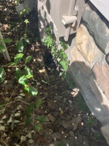 Armadillo hole under house Nocatee