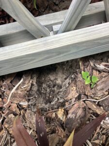 armadillo hole under porch