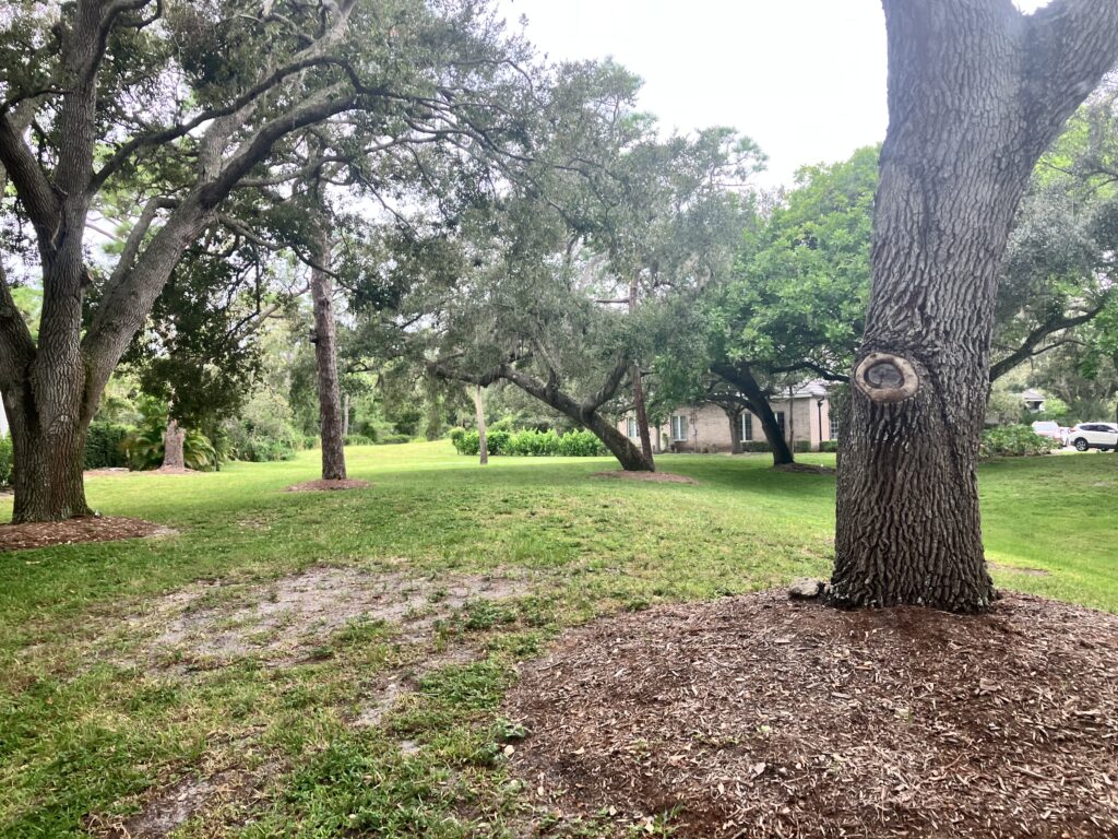 iguana yard damage in SW Florida