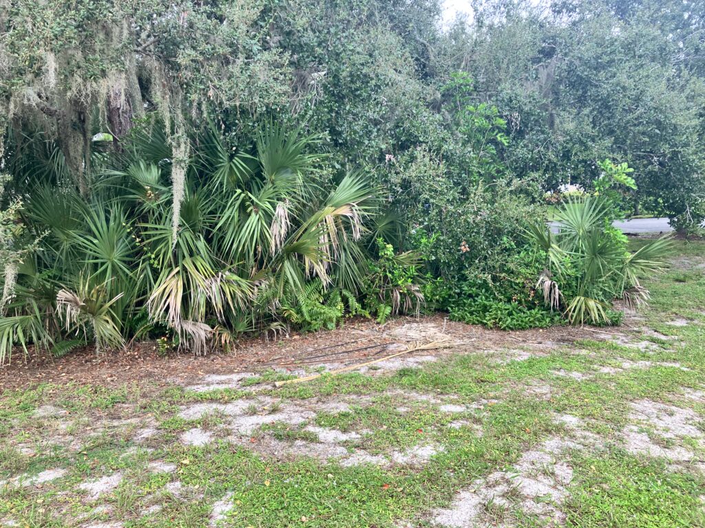 iguana yard damage SW florida