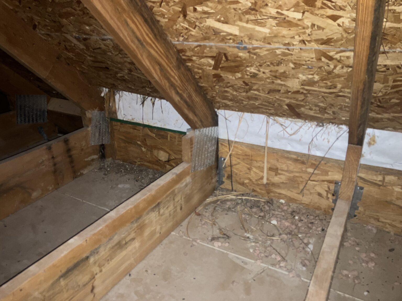 mouse damage in attic