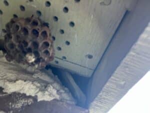 Squirrel damage san antonio