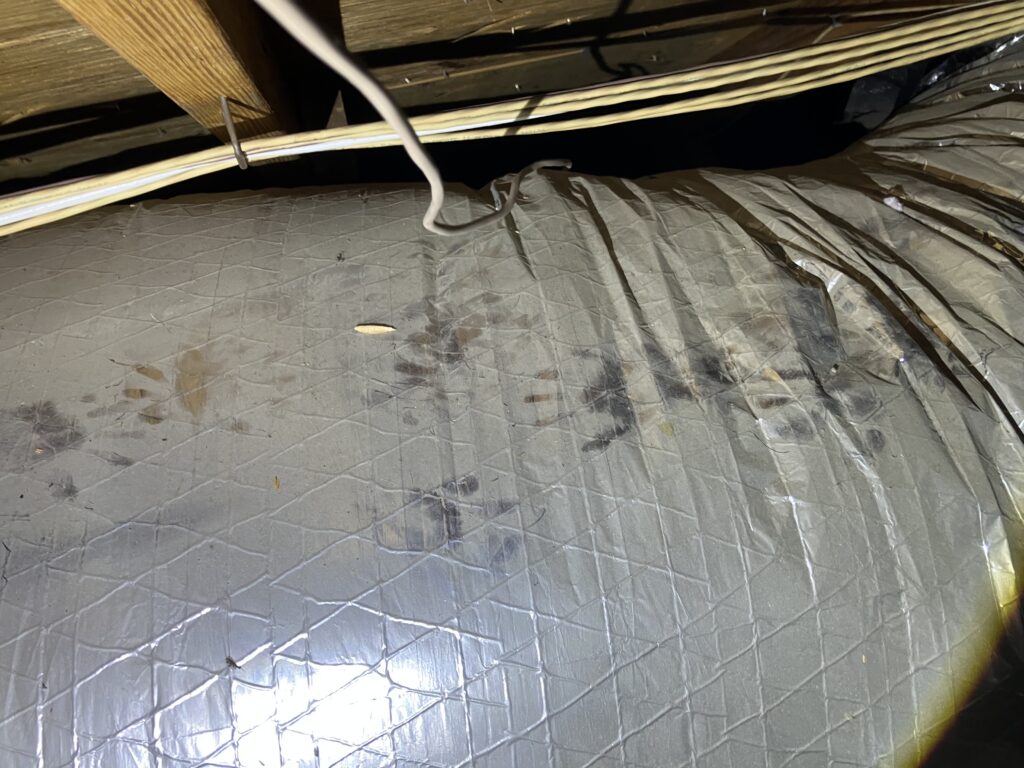 Raccoon Tracks in attic San Antonio