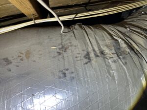 Raccoon Tracks in attic San Antonio