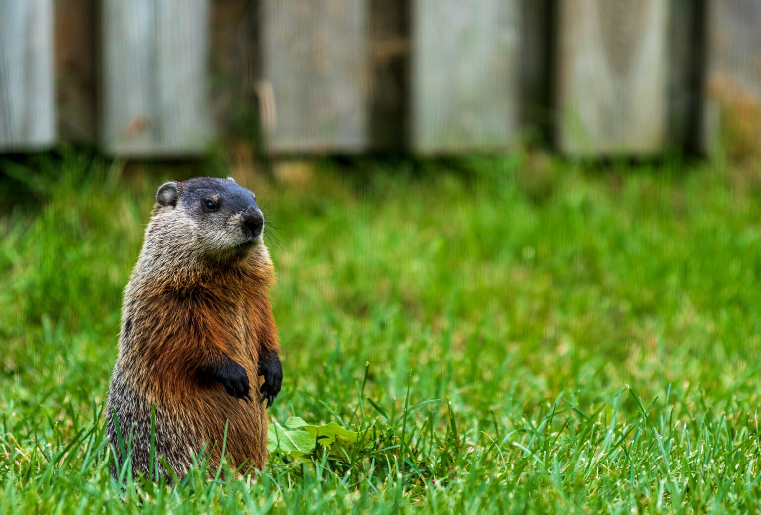 groundhog in the yard