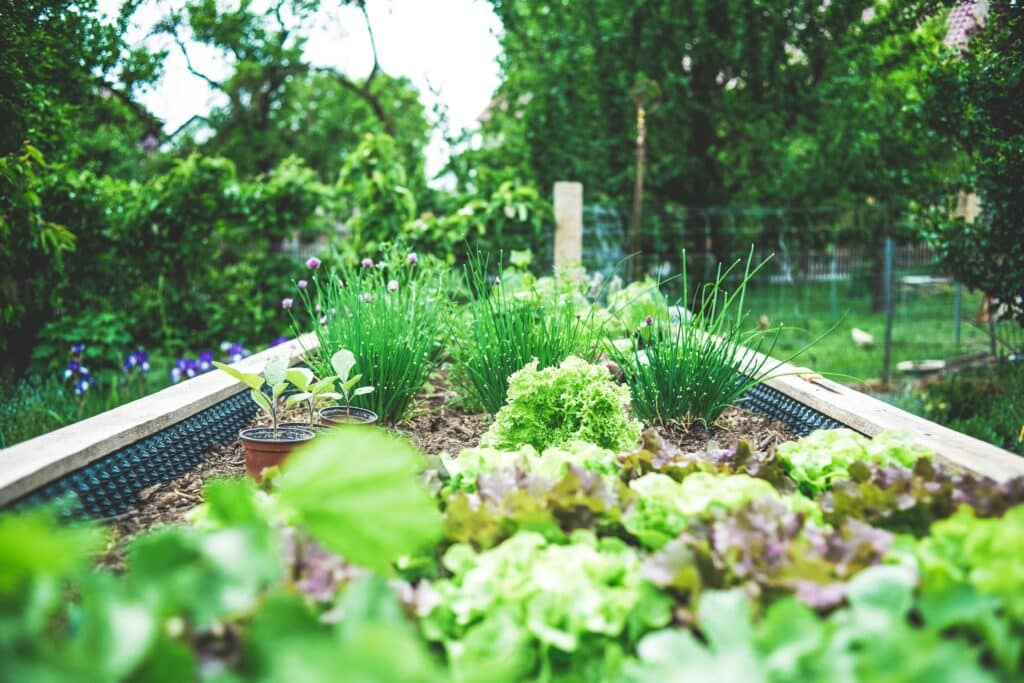 vegetable garden