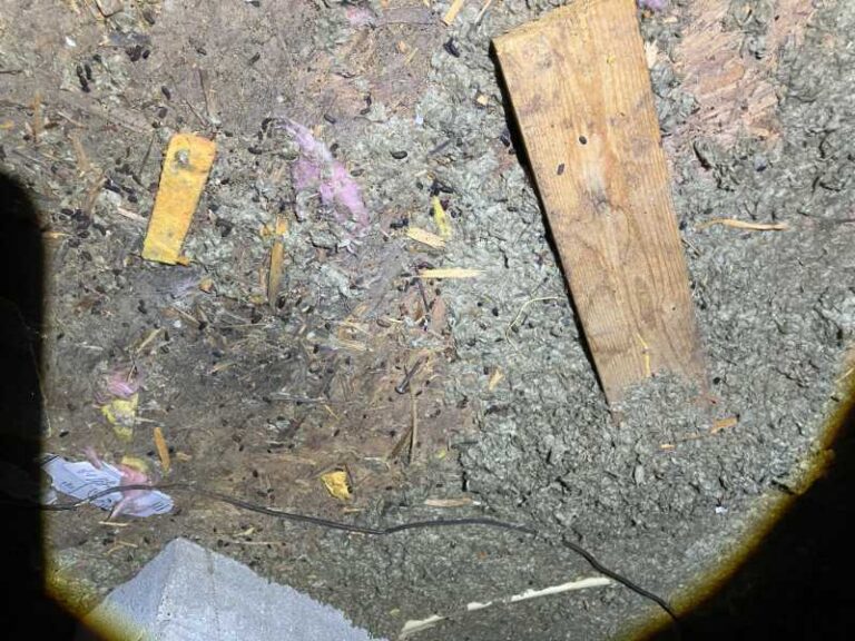 rat droppings and damage in attic