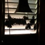 BatsAttic bats in the attic