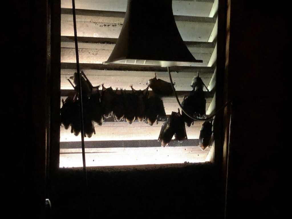 BatsAttic bats in the attic