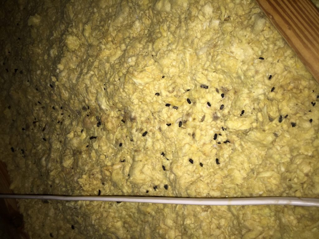 Droppings in attic Mice Droppings