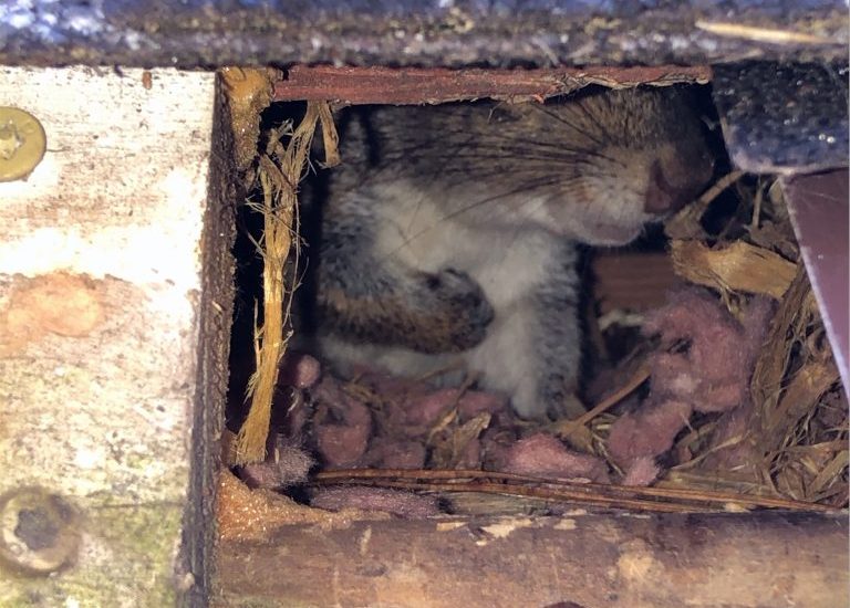 Mother Squirrel Mother Squirrel