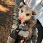 Baby Opossum Trapping Baby Opossum Trapping