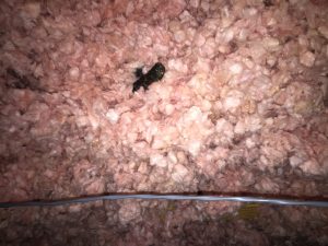 Raccoon poop in attic Raccoon poop in attic