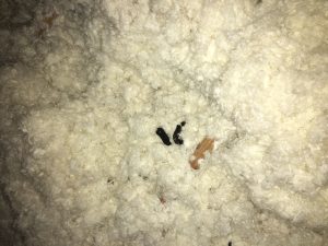 Raccoon droppings in attic Raccoon droppings in attic